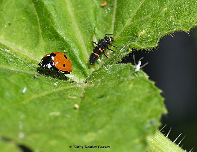 Where Do Ladybugs Choose to Lay Their Eggs? Exploring the Fascinating Habits of These Colorful Insects