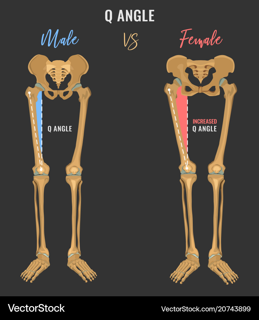 The Fascinating Distinctions Between Male and Female Human Skeletons: What Sets Them Apart?